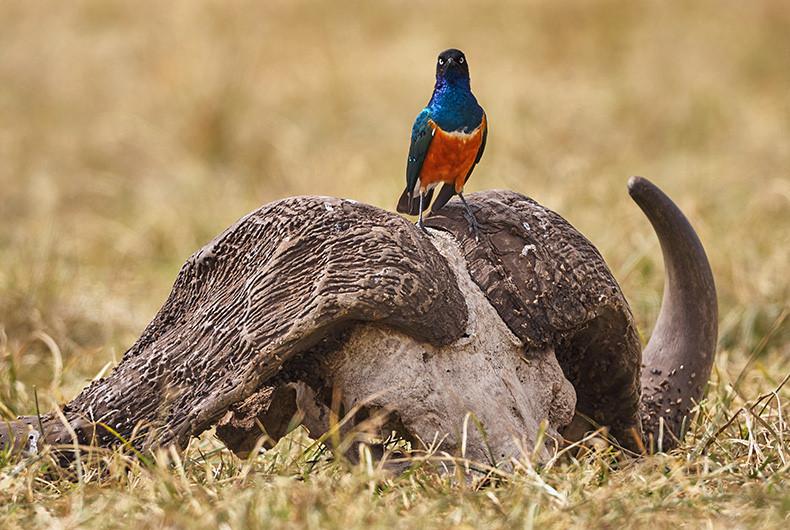 Starling